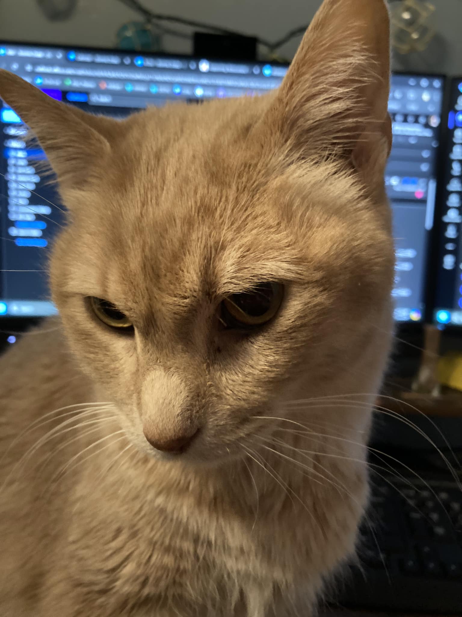 Helios the orange tabby