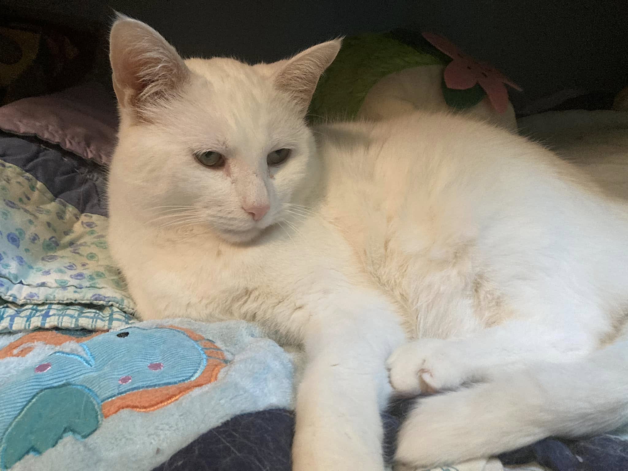 Lucifer the white cat