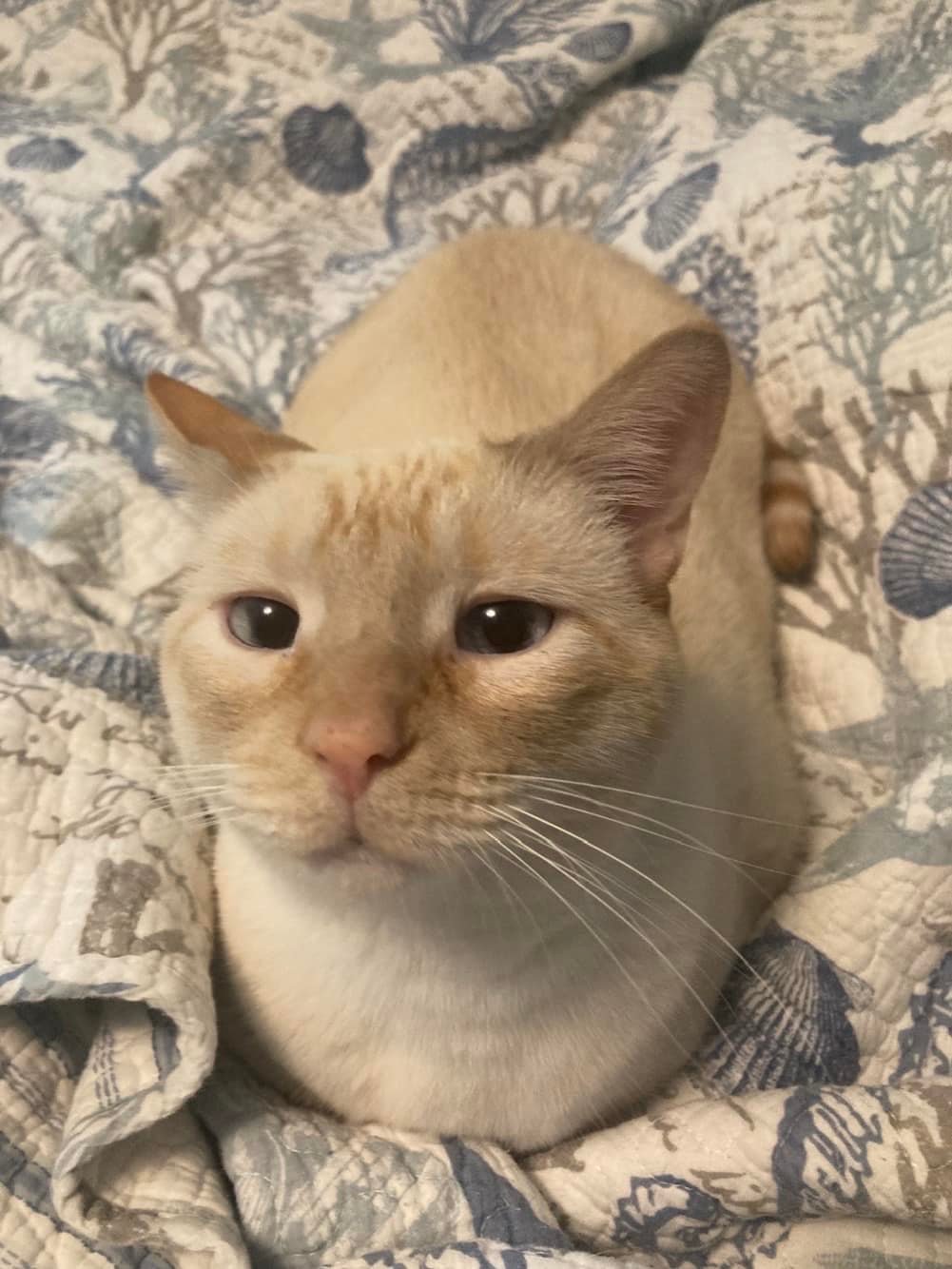 Poseidon the flame‑point Siamese